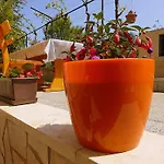 Oliva
